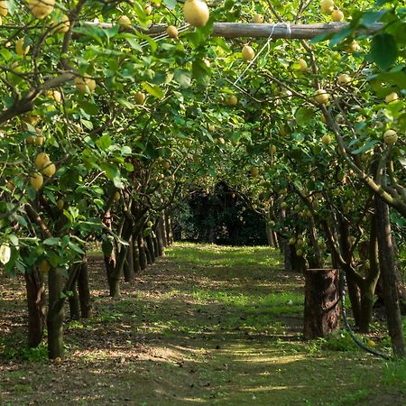 Giardino Di Nonno Lucio - Surrounded By Lemon Tree Villa Пиано ди Соренто Екстериор снимка