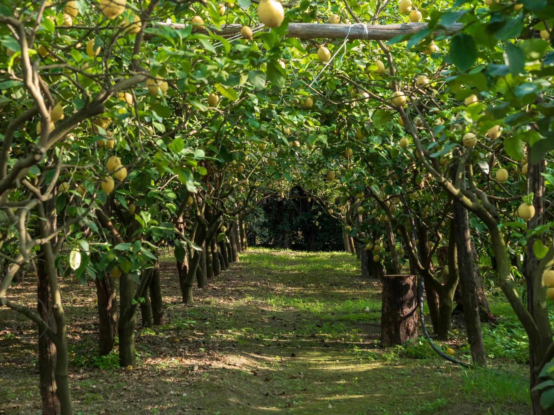 Giardino Di Nonno Lucio - Surrounded By Lemon Tree Villa Пиано ди Соренто Екстериор снимка