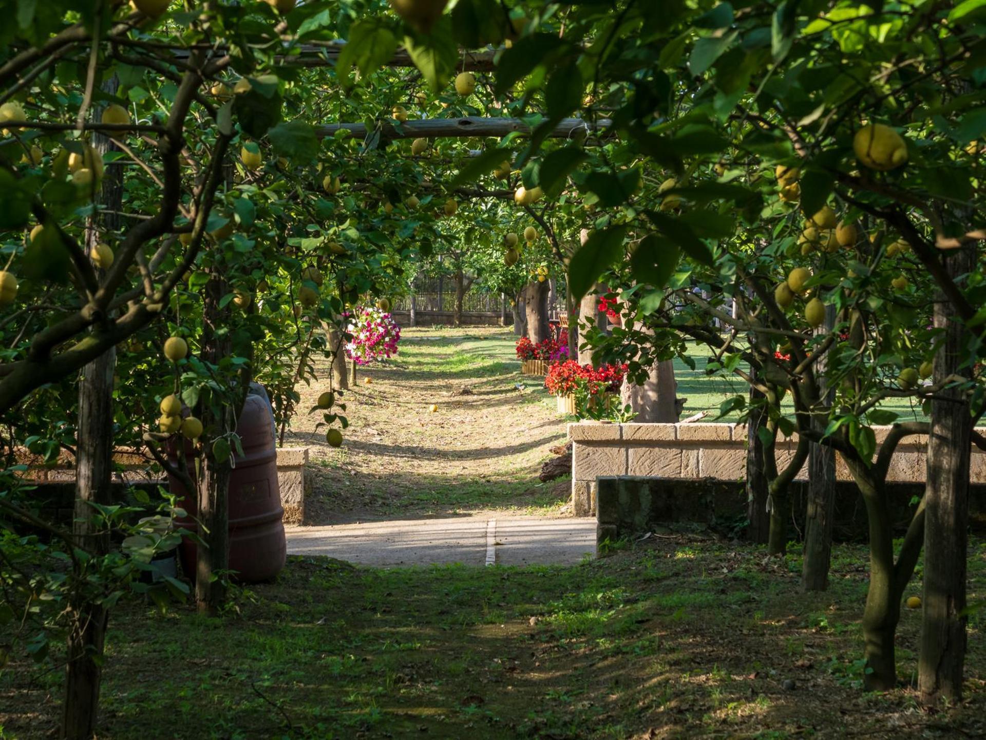 Giardino Di Nonno Lucio - Surrounded By Lemon Tree Villa Пиано ди Соренто Екстериор снимка