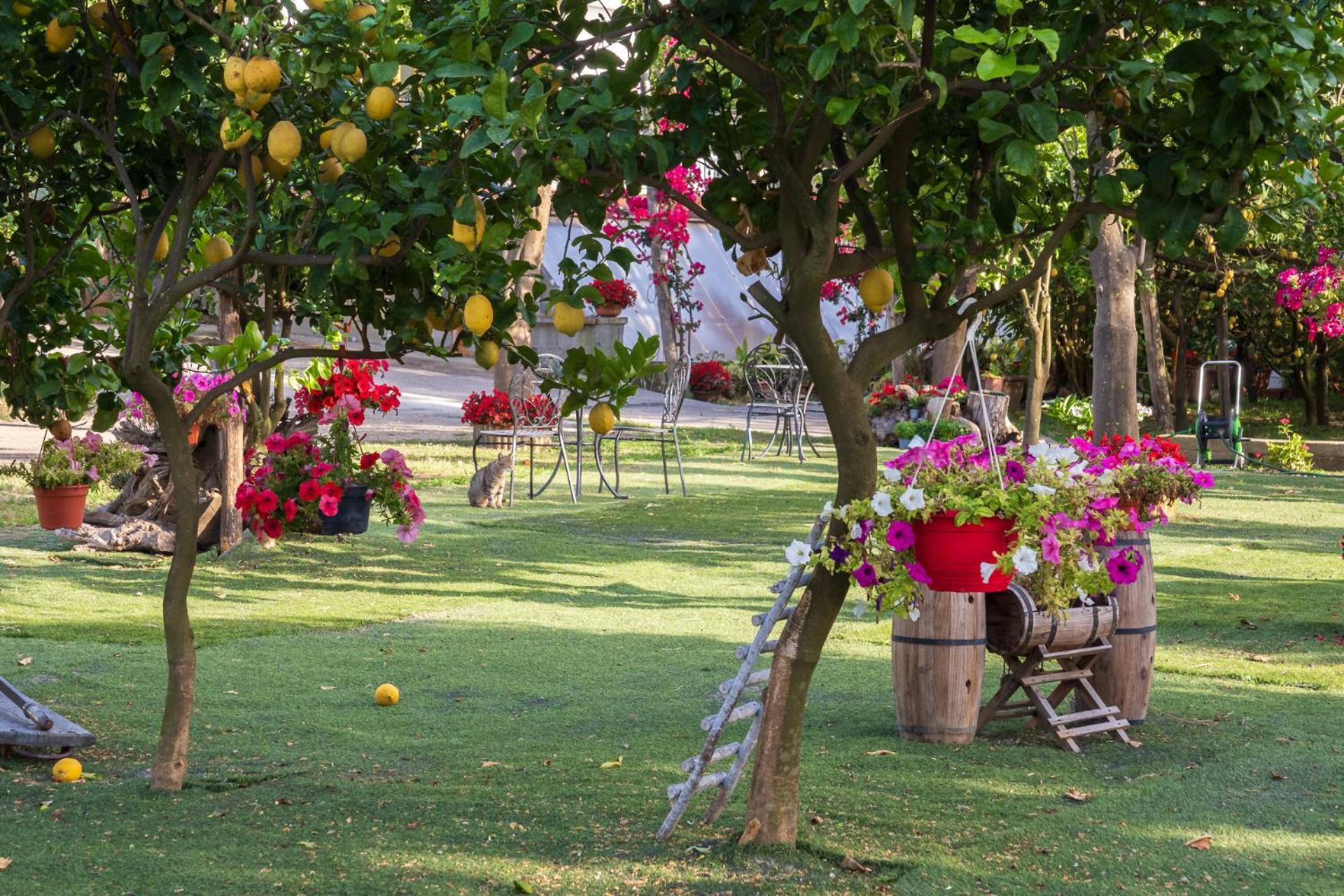 Giardino Di Nonno Lucio - Surrounded By Lemon Tree Villa Пиано ди Соренто Екстериор снимка