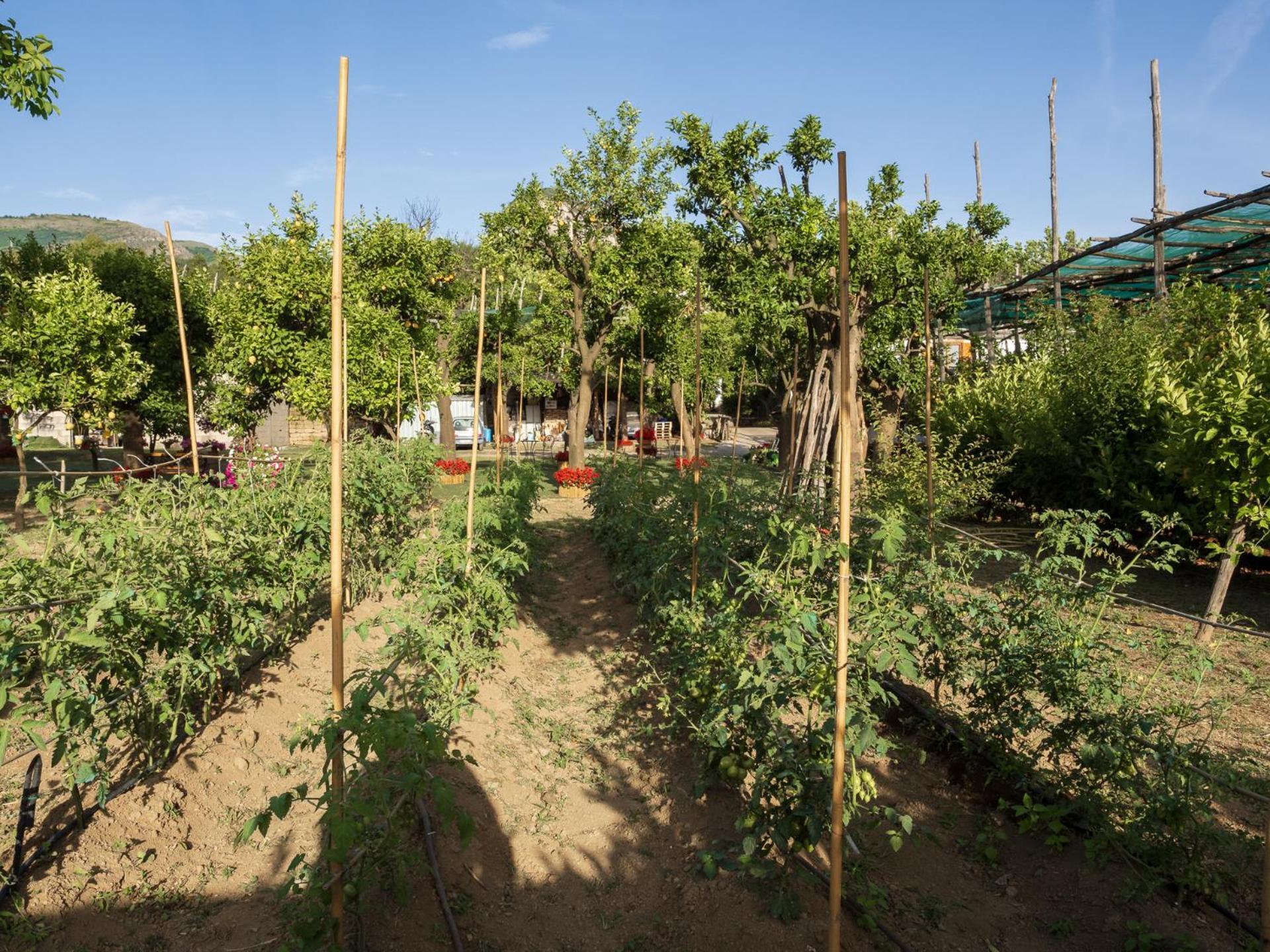 Giardino Di Nonno Lucio - Surrounded By Lemon Tree Villa Пиано ди Соренто Екстериор снимка