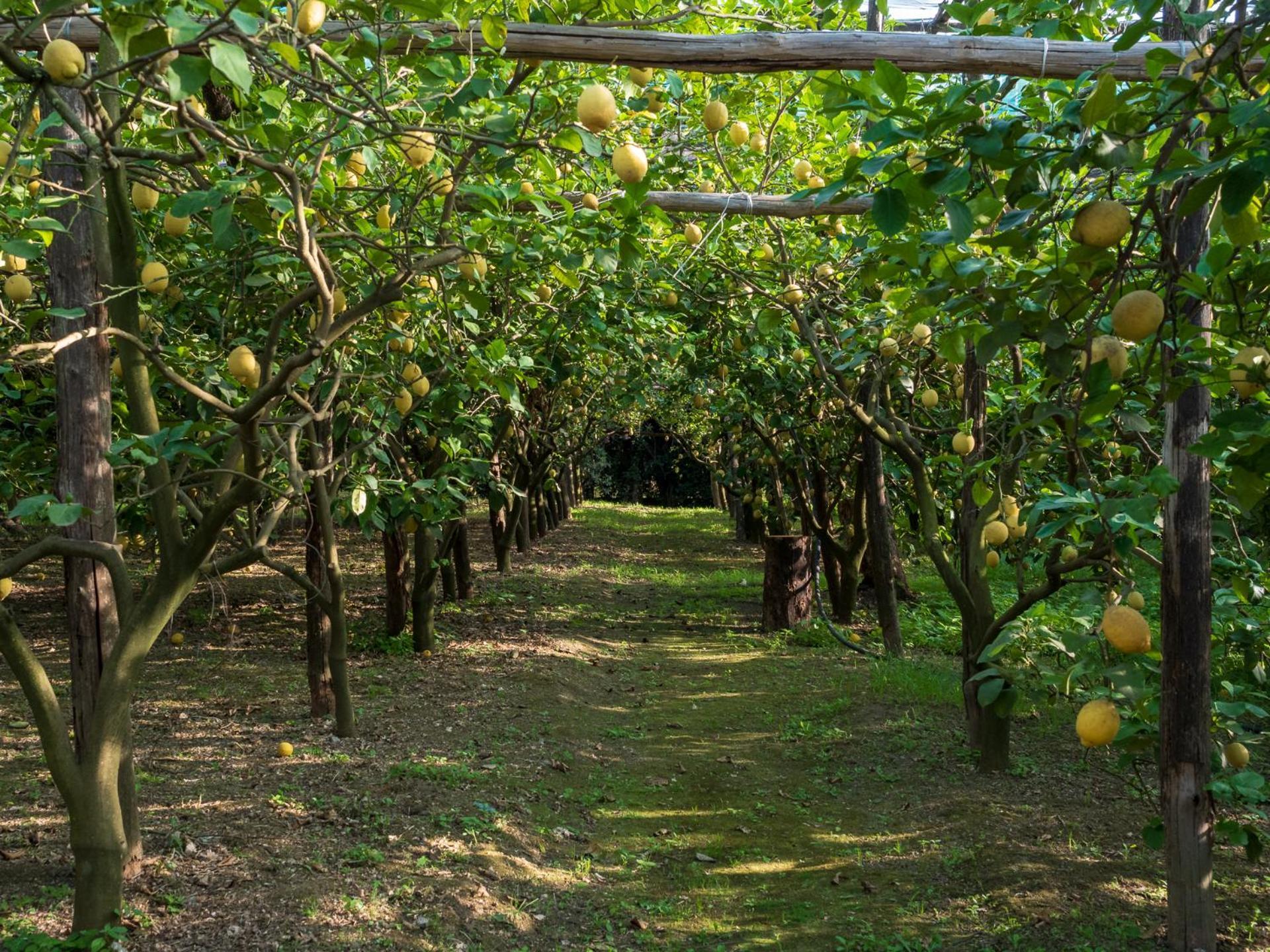 Giardino Di Nonno Lucio - Surrounded By Lemon Tree Villa Пиано ди Соренто Екстериор снимка